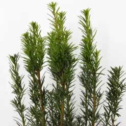 Taxus Media Hicksii - Totale Hoogte 50-60 Cm - Pot Ø 19 Cm 9 Taxus Media Hicksii - Totale Hoogte 50-60 Cm - Pot Ø 19 Cm -Aanbiedingen Boom Licht Winkel 1936763964