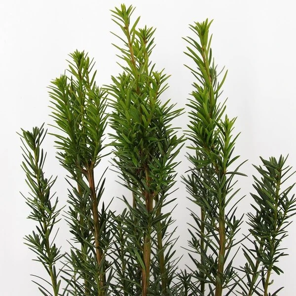 Taxus Media Hicksii - Totale Hoogte 50-60 Cm - Pot Ø 19 Cm 4 Taxus Media Hicksii - Totale Hoogte 50-60 Cm - Pot Ø 19 Cm - Afbeelding 4