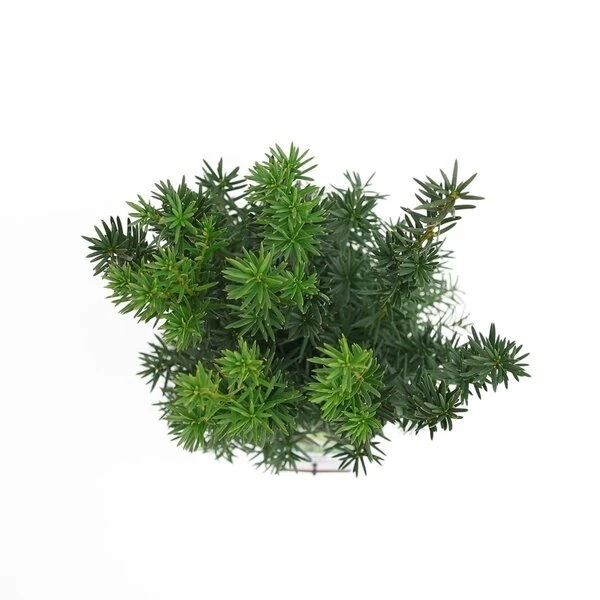 Taxus Media Hicksii - Totale Hoogte 50-60 Cm - Pot Ø 19 Cm 5 Taxus Media Hicksii - Totale Hoogte 50-60 Cm - Pot Ø 19 Cm - Afbeelding 5