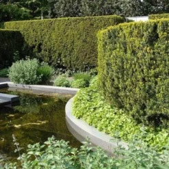 Taxus Media Hicksii - Totale Hoogte 50-60 Cm - Pot Ø 19 Cm 11 Taxus Media Hicksii - Totale Hoogte 50-60 Cm - Pot Ø 19 Cm -Aanbiedingen Boom Licht Winkel 1936763970