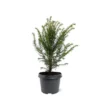 Taxus Baccata - Pot 3 Ltr