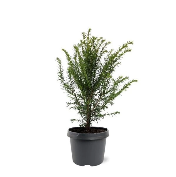 Taxus Baccata - Pot 3 Ltr 1 Taxus Baccata - Pot 3 Ltr