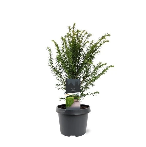 Taxus Baccata - Pot 3 Ltr 2 Taxus Baccata - Pot 3 Ltr - Afbeelding 2