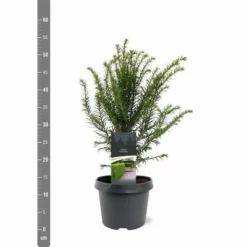 Taxus Baccata - Pot 3 Ltr 8 Taxus Baccata - Pot 3 Ltr -Aanbiedingen Boom Licht Winkel 1936764627