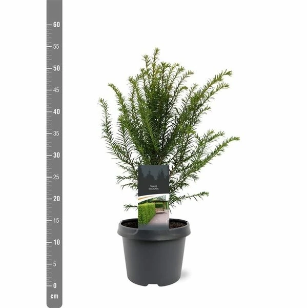 Taxus Baccata - Pot 3 Ltr 3 Taxus Baccata - Pot 3 Ltr - Afbeelding 3
