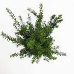 Taxus Baccata - Pot 3 Ltr 9 Taxus Baccata - Pot 3 Ltr -Aanbiedingen Boom Licht Winkel 1936764630