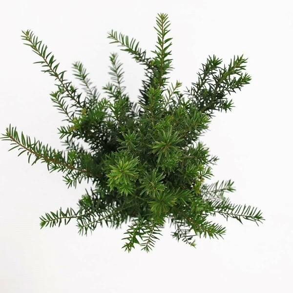 Taxus Baccata - Pot 3 Ltr 4 Taxus Baccata - Pot 3 Ltr - Afbeelding 4
