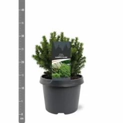 Picea Glauca Alberta Globe - Pot 3 Ltr -Aanbiedingen Boom Licht Winkel 1936764783