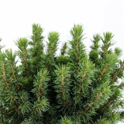 Picea Glauca Alberta Globe - Pot 3 Ltr -Aanbiedingen Boom Licht Winkel 1936764786