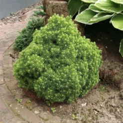 Picea Glauca Alberta Globe - Pot 3 Ltr -Aanbiedingen Boom Licht Winkel 1936764795