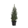 Picea Glauca Sander's Blue - Totale Hoogte 50-60 Cm - Pot 3 Ltr