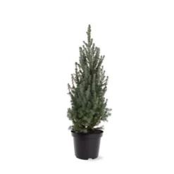 Picea Glauca Sander's Blue - Totale Hoogte 50-60 Cm - Pot 3 Ltr