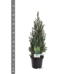 Picea Glauca Sander's Blue - Totale Hoogte 50-60 Cm - Pot 3 Ltr -Aanbiedingen Boom Licht Winkel 1936764981
