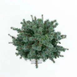 Picea Glauca Sander's Blue - Totale Hoogte 50-60 Cm - Pot 3 Ltr -Aanbiedingen Boom Licht Winkel 1936764987