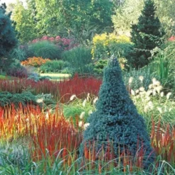 Picea Glauca Sander's Blue - Totale Hoogte 50-60 Cm - Pot 3 Ltr -Aanbiedingen Boom Licht Winkel 1936764996