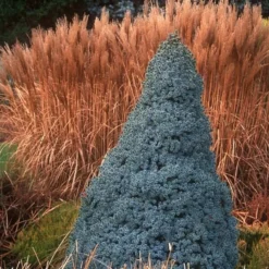 Picea Glauca Sander's Blue - Totale Hoogte 50-60 Cm - Pot 3 Ltr -Aanbiedingen Boom Licht Winkel 1936764999