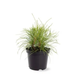 Platycladus Orientalis Franky Boy - Totale Hoogte 40-50m - Pot 3 Ltr
