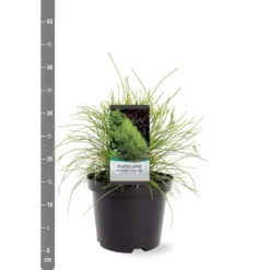 Platycladus Orientalis Franky Boy - Totale Hoogte 40-50m - Pot 3 Ltr -Aanbiedingen Boom Licht Winkel 1936765080