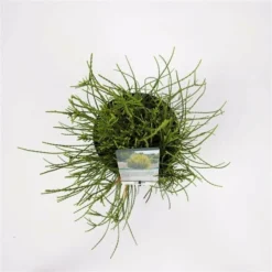 Platycladus Orientalis Franky Boy - Totale Hoogte 40-50m - Pot 3 Ltr -Aanbiedingen Boom Licht Winkel 1936765083