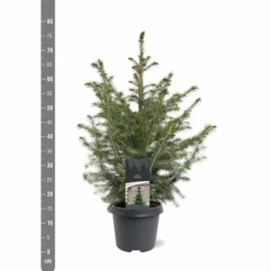 Picea Omorika - Pot 5 Ltr 7 Picea Omorika - Pot 5 Ltr -Aanbiedingen Boom Licht Winkel 1936765299