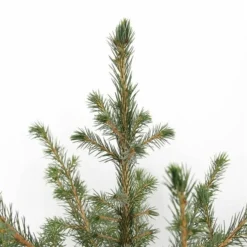 Picea Omorika - Pot 5 Ltr 8 Picea Omorika - Pot 5 Ltr -Aanbiedingen Boom Licht Winkel 1936765302