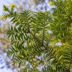 Araucaria Bidwillii - Pot Ø 17 Cm