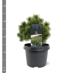 Pinus Mugo Mops - Pot 3 Ltr 7 Pinus Mugo Mops - Pot 3 Ltr -Aanbiedingen Boom Licht Winkel 1936767759