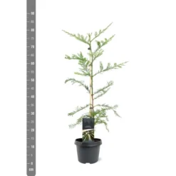 Sequoia Sempervirens - Totale Hoogte 70-90 Cm - Pot 3 Ltr -Aanbiedingen Boom Licht Winkel 1936768821
