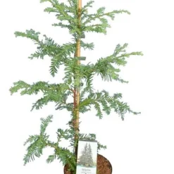 Sequoia Sempervirens - Totale Hoogte 70-90 Cm - Pot 3 Ltr -Aanbiedingen Boom Licht Winkel 1936768824