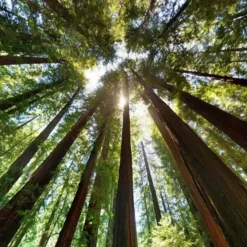 Sequoia Sempervirens - Totale Hoogte 70-90 Cm - Pot 3 Ltr -Aanbiedingen Boom Licht Winkel 1936768827