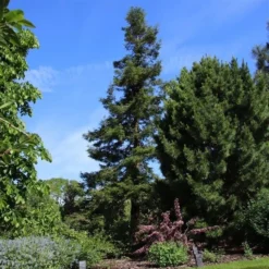 Sequoia Sempervirens - Totale Hoogte 70-90 Cm - Pot 3 Ltr -Aanbiedingen Boom Licht Winkel 1936768830