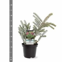 Abies Koreana Silberlocke - Pot 3 Ltr -Aanbiedingen Boom Licht Winkel 1936769715