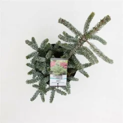 Abies Koreana Silberlocke - Pot 3 Ltr -Aanbiedingen Boom Licht Winkel 1936769718