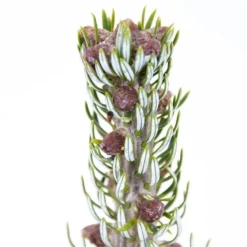 Abies Koreana Silberlocke - Pot 3 Ltr -Aanbiedingen Boom Licht Winkel 1936769721