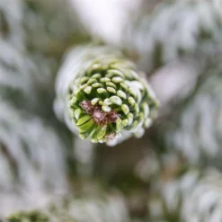 Abies Koreana Silberlocke - Pot 3 Ltr -Aanbiedingen Boom Licht Winkel 1936769724