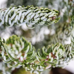 Abies Koreana Silberlocke - Pot 3 Ltr -Aanbiedingen Boom Licht Winkel 1936769727