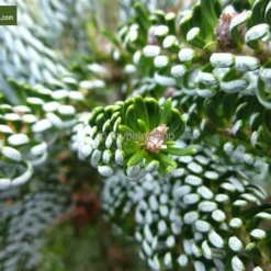 Abies Koreana Silberlocke - Pot 3 Ltr -Aanbiedingen Boom Licht Winkel 1936769730