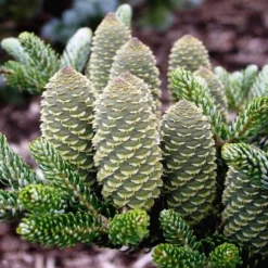 Abies Koreana Silberlocke - Pot 3 Ltr -Aanbiedingen Boom Licht Winkel 1936769733