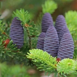 Abies Koreana Silberlocke - Pot 3 Ltr -Aanbiedingen Boom Licht Winkel 1936769736