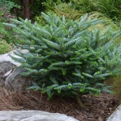 Abies Koreana Silberlocke - Pot 3 Ltr -Aanbiedingen Boom Licht Winkel 1936769739