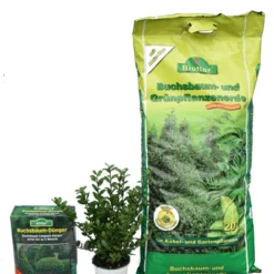 Ilex Crenata Robustico - Totale Hoogte 20-30 Cm - Pot 0.5 Ltr - 50 Stuks + 20 Ltr. Aarde + 1 Kg Mest