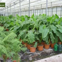 Musa Basjoo - Pot Ø 26 Cm 6 Musa Basjoo - Pot Ø 26 Cm -Aanbiedingen Boom Licht Winkel 1943405271