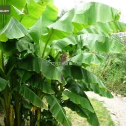 Musa Basjoo - Pot Ø 26 Cm 7 Musa Basjoo - Pot Ø 26 Cm -Aanbiedingen Boom Licht Winkel 1943405274