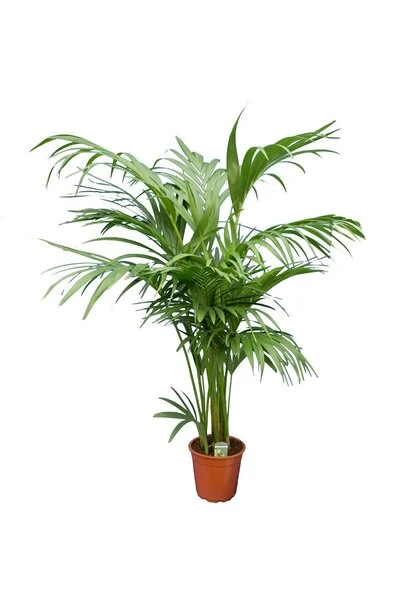Howea Forsteriana - Totale Hoogte 130-150 Cm - Pot Ø 20 Cm 1 Howea Forsteriana - Totale Hoogte 130-150 Cm - Pot Ø 20 Cm