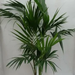 Howea Forsteriana - Totale Hoogte 130-150 Cm - Pot Ø 20 Cm 5 Howea Forsteriana - Totale Hoogte 130-150 Cm - Pot Ø 20 Cm -Aanbiedingen Boom Licht Winkel 1943431782