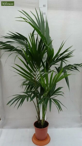 Howea Forsteriana - Totale Hoogte 130-150 Cm - Pot Ø 20 Cm 3 Howea Forsteriana - Totale Hoogte 130-150 Cm - Pot Ø 20 Cm - Afbeelding 3