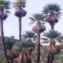 Trithrinax Campestris - Stam 15-25 Cm - Totale Hoogte 100-120 Cm - Pot Ø 50 Cm [pallet] -Aanbiedingen Boom Licht Winkel 1943458392