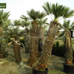 Trithrinax Campestris - Stam 20-30 Cm - Totale Hoogte 90-110 Cm - Pot Ø 50 Cm [pallet] -Aanbiedingen Boom Licht Winkel 1943458746