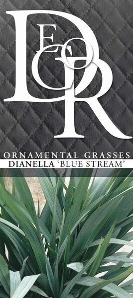 Dianella Blue Stream - Pot 5 Ltr 2 Dianella Blue Stream - Pot 5 Ltr - Afbeelding 2