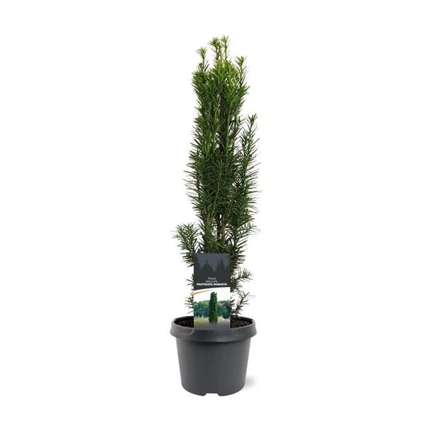 Taxus Baccata Fastigiata Robusta - Totale Hoogte 60-80 Cm - Pot 3 Ltr 2 Taxus Baccata Fastigiata Robusta - Totale Hoogte 60-80 Cm - Pot 3 Ltr - Afbeelding 2